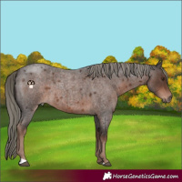 Horse Color:Liver Red Roan Mushroom