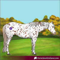 Horse Color:Chestnut Appaloosa 