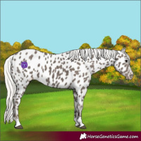 Horse Color:Silver Black Appaloosa 
