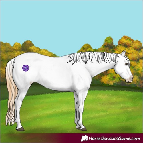 Horse Color:Chestnut Appaloosa 
