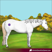 Horse Color:Chestnut Appaloosa