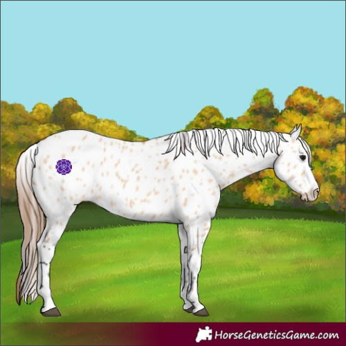 Horse Color:Bay Dun Leopard 