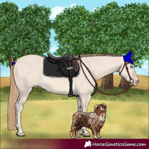 Horse Color:Perlino Dun 