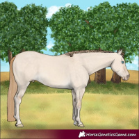 Horse Color:Perlino Dun 