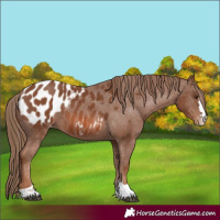 Horse Color:Chestnut Appaloosa 