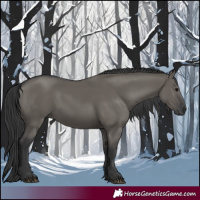 Horse Color:Grullo 