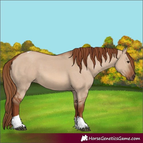 Horse Color:Red Dun Tobiano 