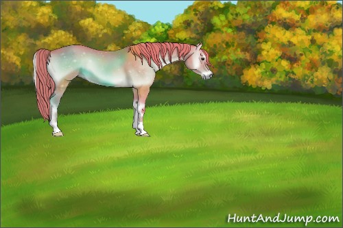Horse Color:Watercolor Red Onyx 