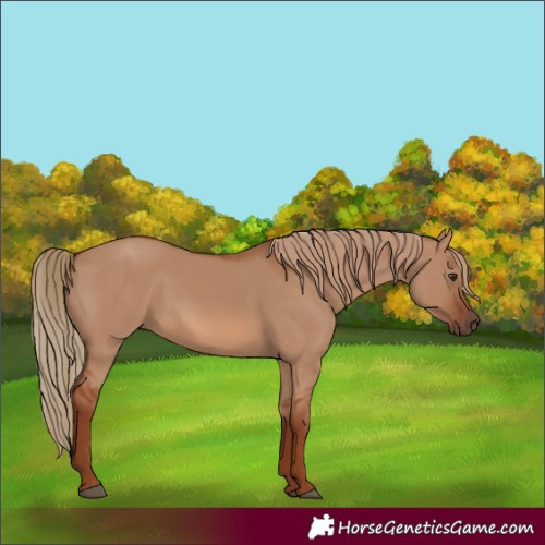 Horse Color:Red Dun