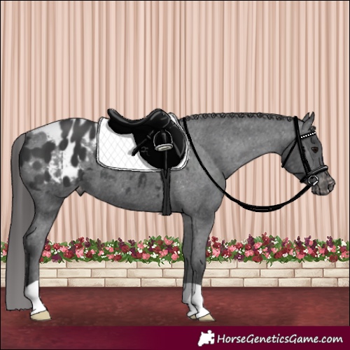 Horse Color:Black Appaloosa 