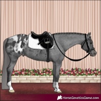 Horse Color:Black Appaloosa 
