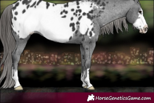 Horse Color:Black Frame Appaloosa 