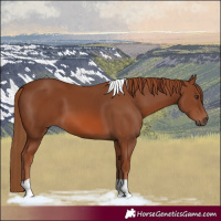 Horse Color:Chestnut Tobiano
