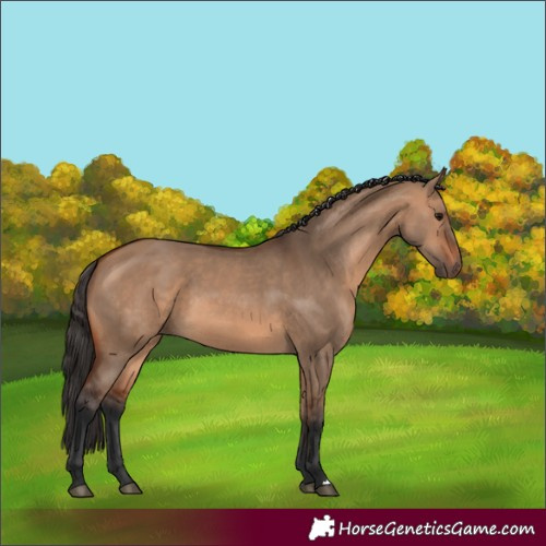Horse Color:Bay Dun