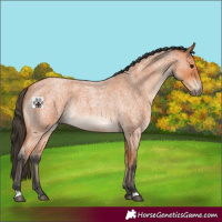 Horse Color:Bay Roan 