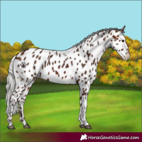 Horse Color:Silver Brown Tobiano Near Leopard 