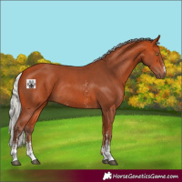 Horse Color:Silver Bay Sabino Rabicano 