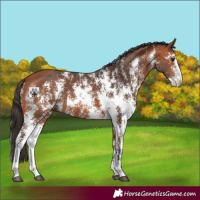 Horse Color:Bay Sabino 