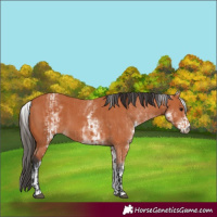 Horse Color:Bay  and White Spotted Bay 
