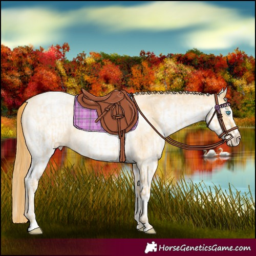 Horse Color:Buckskin Roan Pearl and White Spotted Buckskin Pearl