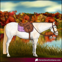 Horse Color:Buckskin Roan Pearl  and White Spotted Buckskin Pearl 