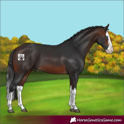 Horse Color:Brown Splash 