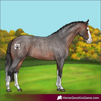Horse Color:Bay Roan Splash 