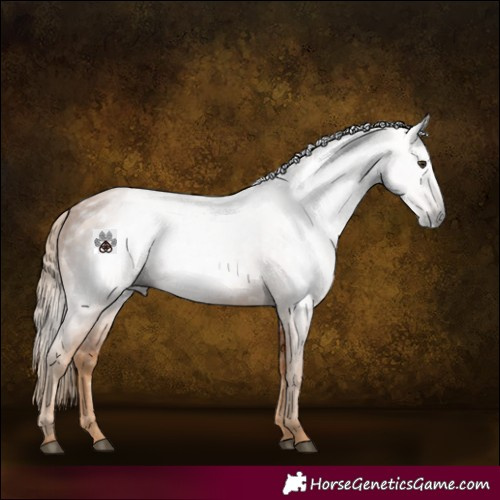 Horse Color:Gray White Spotted Chestnut 