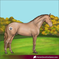 Horse Color:Bay Pearl 