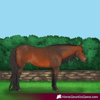 Horse Color:White Spotted Bay 