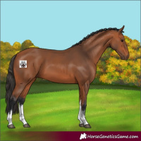 Horse Color:White Spotted Bay 