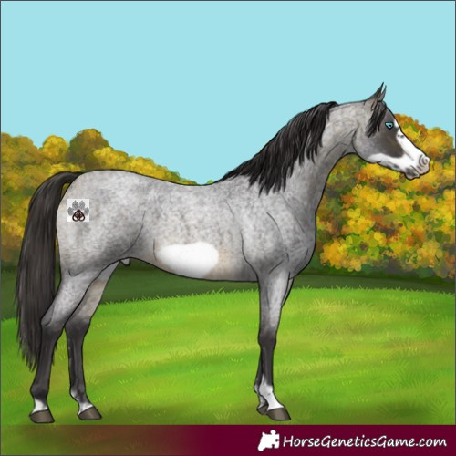 Horse Color:Buckskin Roan Sabino Frame 