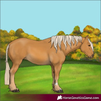 Horse Color:Palomino 