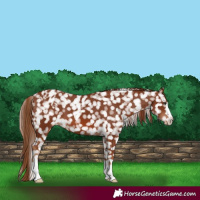 Horse Color:Chestnut Snowflake Varnish 