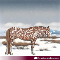 Horse Color:Chestnut Appaloosa 