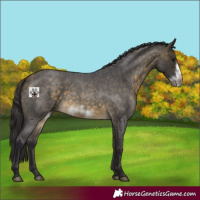 Horse Color:Buckskin Roan Sabino Frame 