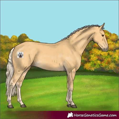 Horse Color:Palomino 