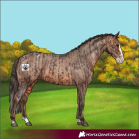 Horse Color:Bay Sabino Splash Appaloosa and Amber Champagne Sabino Splash Appaloosa