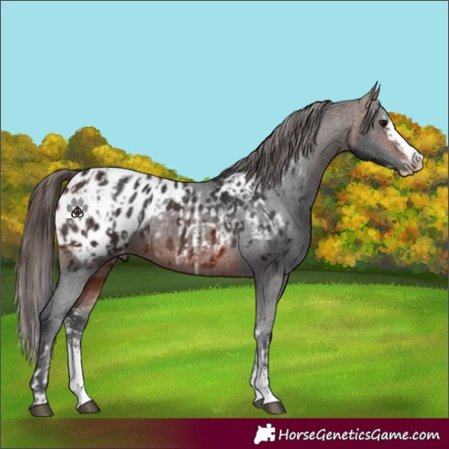 Horse Color:Bay Sabino Splash Appaloosa  and Brown Sabino Splash Appaloosa 