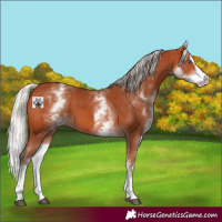 Horse Color:White Spotted Silver Bay Splash 