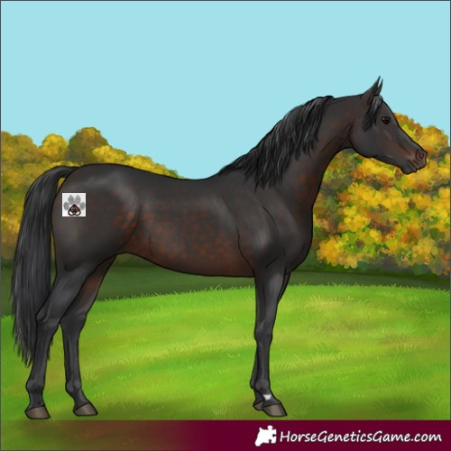 Horse Color:Brown 