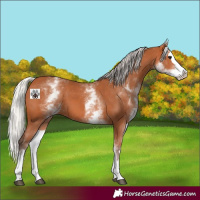 Horse Color:White Spotted Silver Bay Splash 