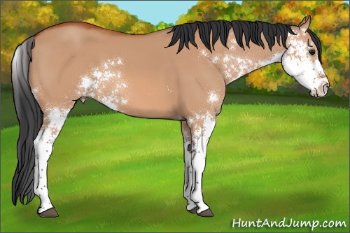 Horse Color:Bay Dun Sabino