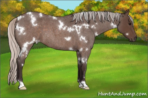 Horse Color:White Spotted Silver Brown Roan