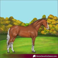 Horse Color:White Spotted Silver Bay Splash