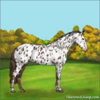 Horse Color:Liver Chestnut Sabino Splash Appaloosa  and Liver Chestnut Sabino Appaloosa 