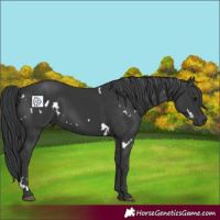 Horse Color:White Spotted Black