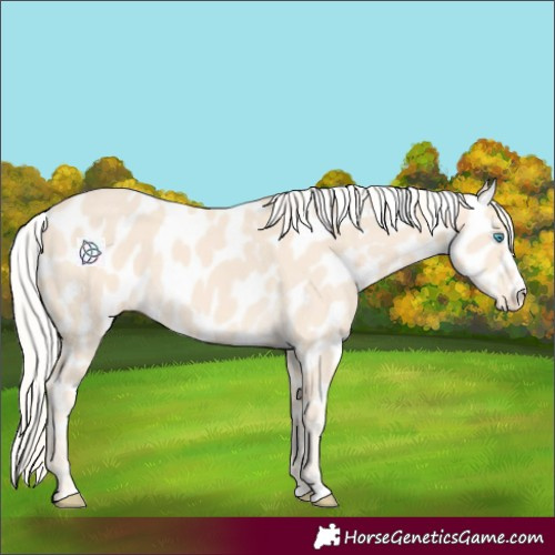 Horse Color:Cremello Near Leopard 