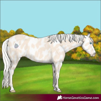 Horse Color:Cremello Near Leopard 