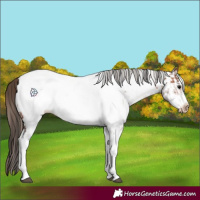 Horse Color:White Spotted Bay Frame Near Fewspot Rabicano  and White Spotted Amber Champagne Frame Near Fewspot Rabicano 